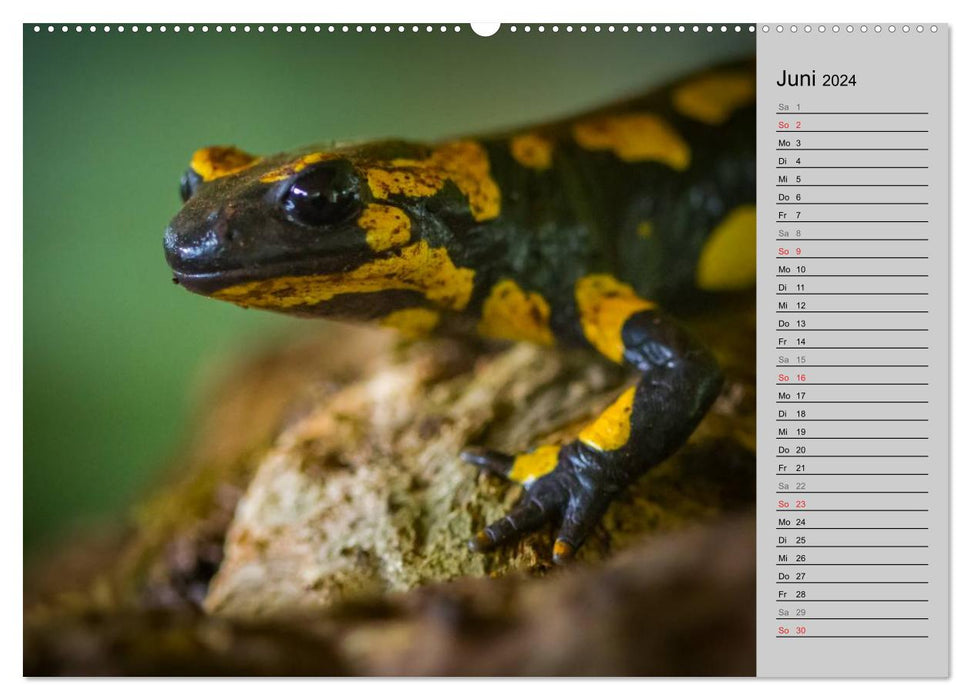 Salamander und Co. (CALVENDO Premium Wandkalender 2024)