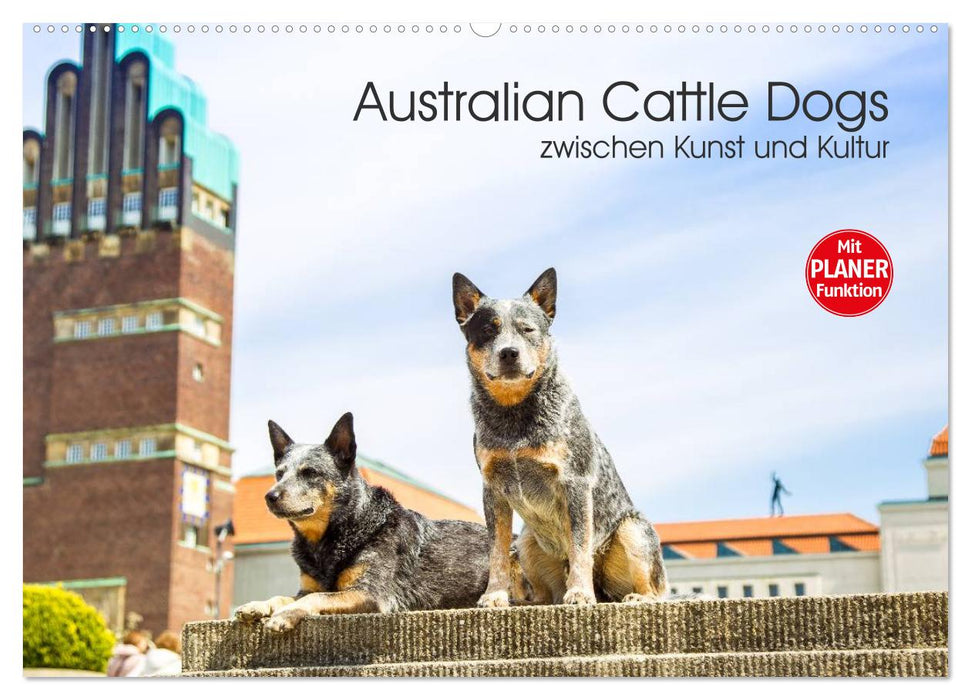 Australian Cattle Dogs zwischen Kunst und Kultur (CALVENDO Wandkalender 2024)