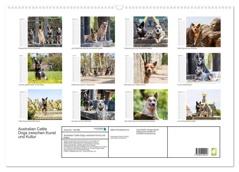 Australian Cattle Dogs zwischen Kunst und Kultur (CALVENDO Wandkalender 2024)