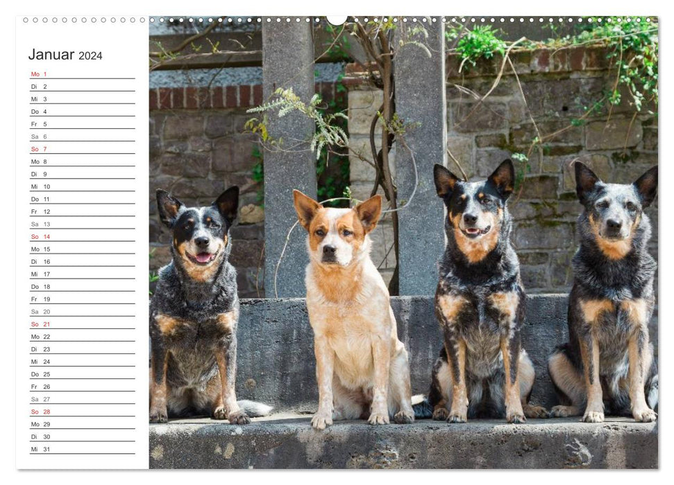 Australian Cattle Dogs zwischen Kunst und Kultur (CALVENDO Wandkalender 2024)