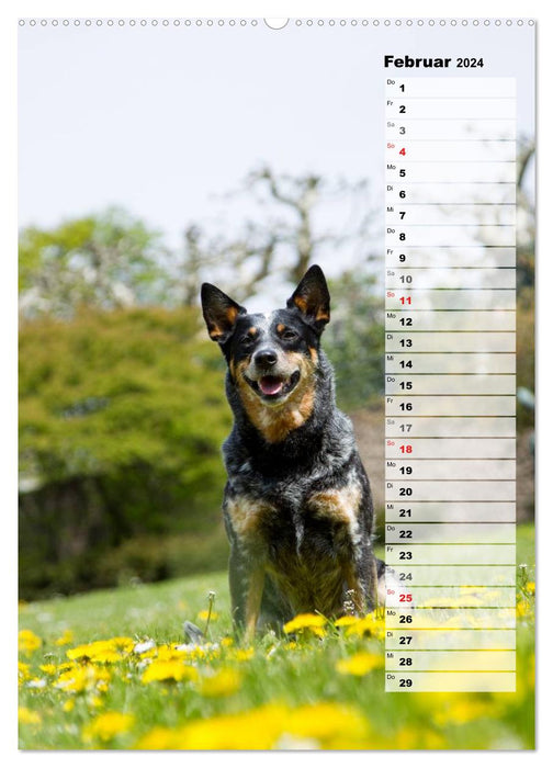 Australian Cattle Dogs auf der Darmstädter Mathildenhöhe (CALVENDO Wandkalender 2024)