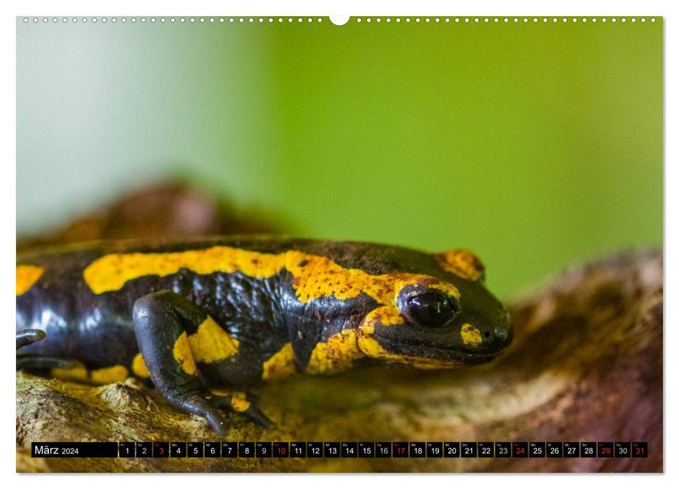 Salamander und Co. (CALVENDO Premium Wandkalender 2024)