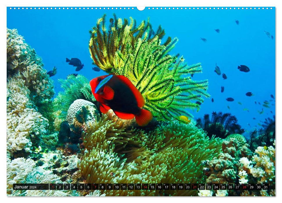 Impressionen tropischer Meere (CALVENDO Premium Wandkalender 2024)