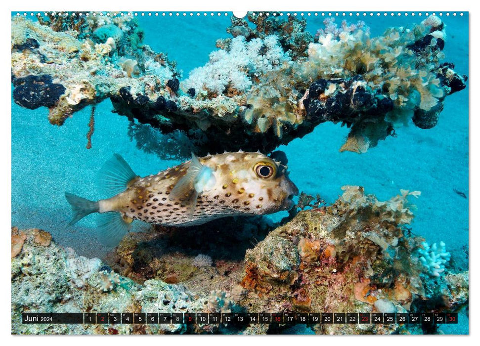 Impressionen tropischer Meere (CALVENDO Premium Wandkalender 2024)