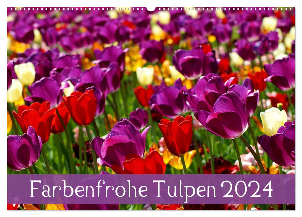 Farbenfrohe Tulpen 2024 (CALVENDO Wandkalender 2024)