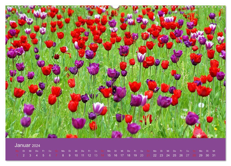 Colorful tulips 2024 (CALVENDO wall calendar 2024) 