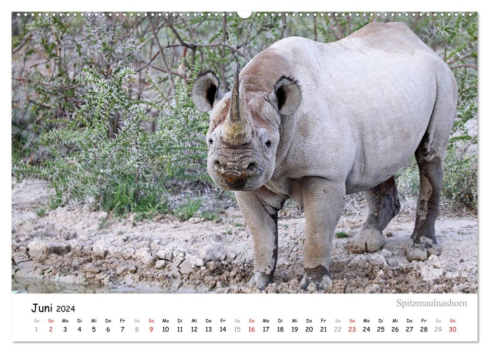 ETOSHA NATIONALPARK Traumziel in Namibia (CALVENDO Wandkalender 2024)