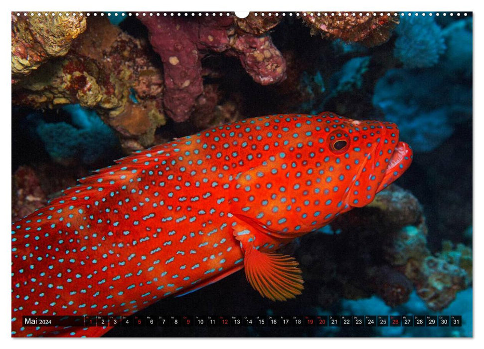 Tropische Unterwasserwelt (CALVENDO Premium Wandkalender 2024)