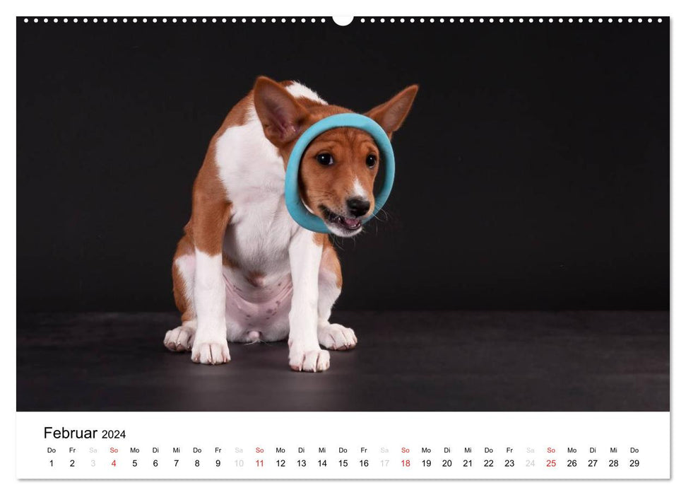 Chiots Basenji préférés 2024 (calendrier mural CALVENDO 2024) 