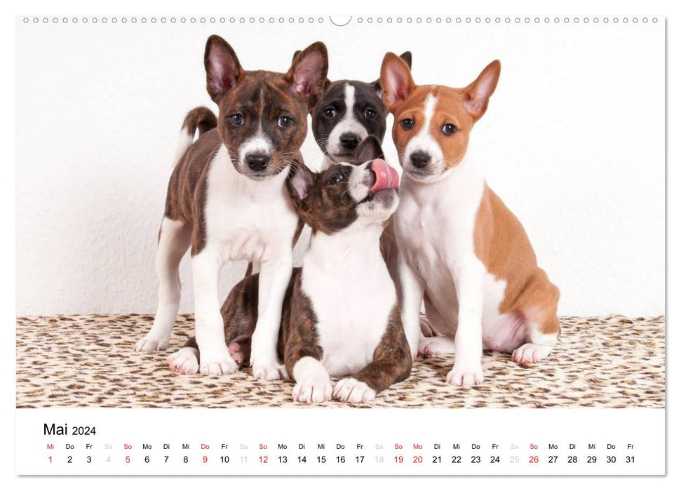 Chiots Basenji préférés 2024 (calendrier mural CALVENDO 2024) 