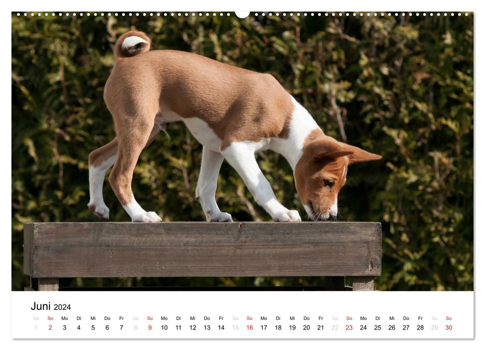 Chiots Basenji préférés 2024 (calendrier mural CALVENDO 2024) 