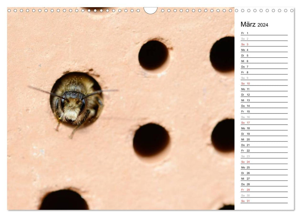Abeilles sauvages et autres visiteurs à l'hôtel à insectes (calendrier mural CALVENDO 2024) 