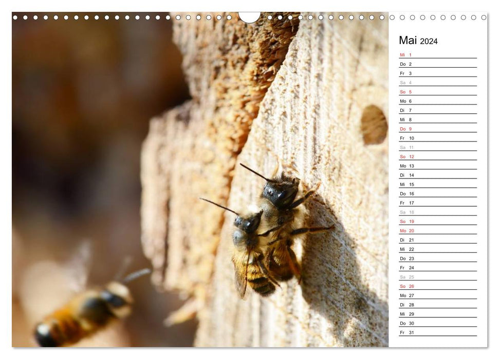 Wildbienen und andere Besucher am Insektenhotel (CALVENDO Wandkalender 2024)