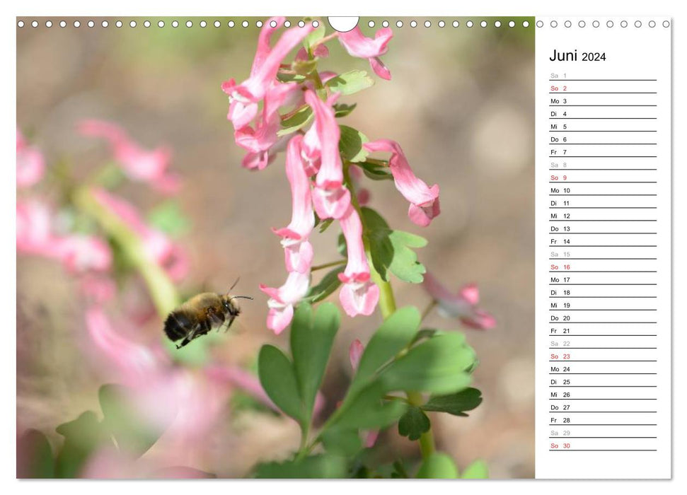 Wildbienen und andere Besucher am Insektenhotel (CALVENDO Wandkalender 2024)