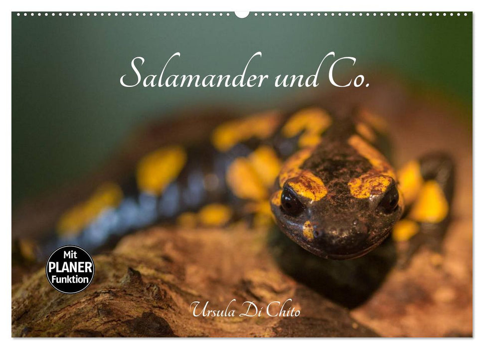 Salamander und Co. (CALVENDO Wandkalender 2024)
