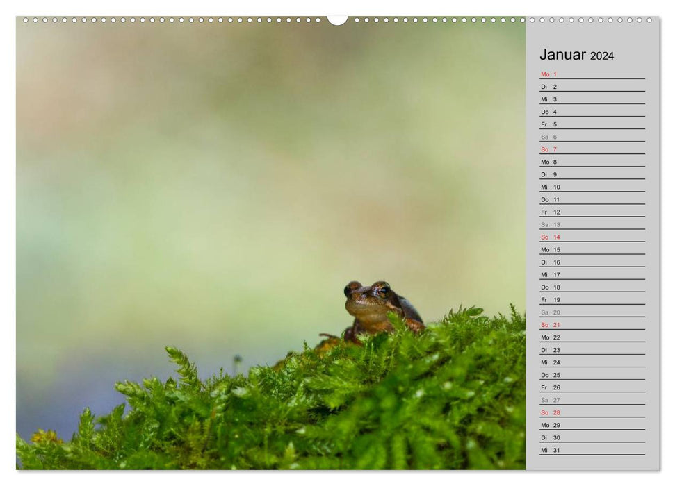 Salamanders and Co. (CALVENDO wall calendar 2024) 