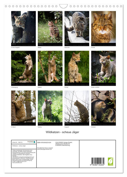 Wildcats - shy hunters (CALVENDO wall calendar 2024) 