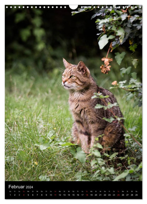 Wildkatzen - scheue Jäger (CALVENDO Wandkalender 2024)