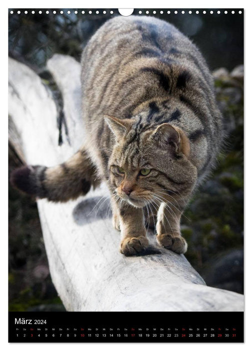 Wildkatzen - scheue Jäger (CALVENDO Wandkalender 2024)