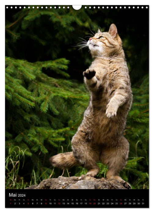 Wildcats - shy hunters (CALVENDO wall calendar 2024) 