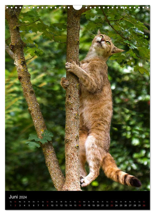 Wildkatzen - scheue Jäger (CALVENDO Wandkalender 2024)