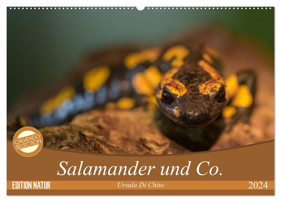 Salamander und Co. (CALVENDO Wandkalender 2024)