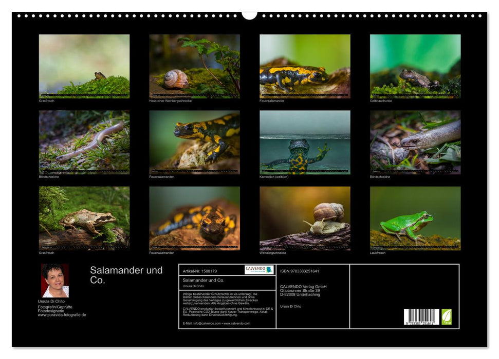 Salamanders and Co. (CALVENDO wall calendar 2024) 