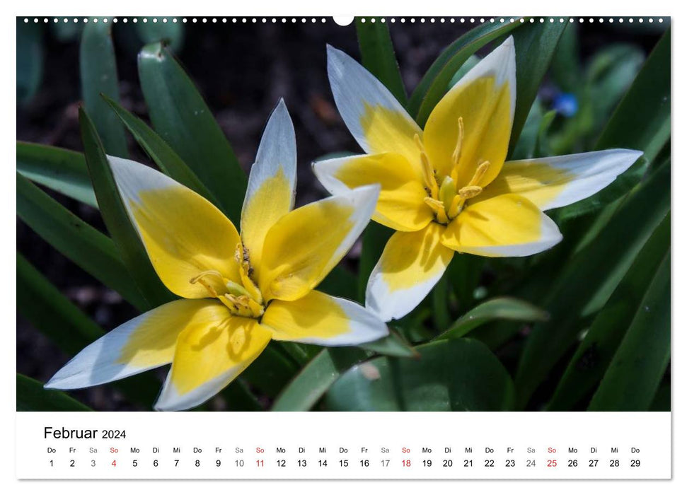 Paradise natural garden (CALVENDO wall calendar 2024) 