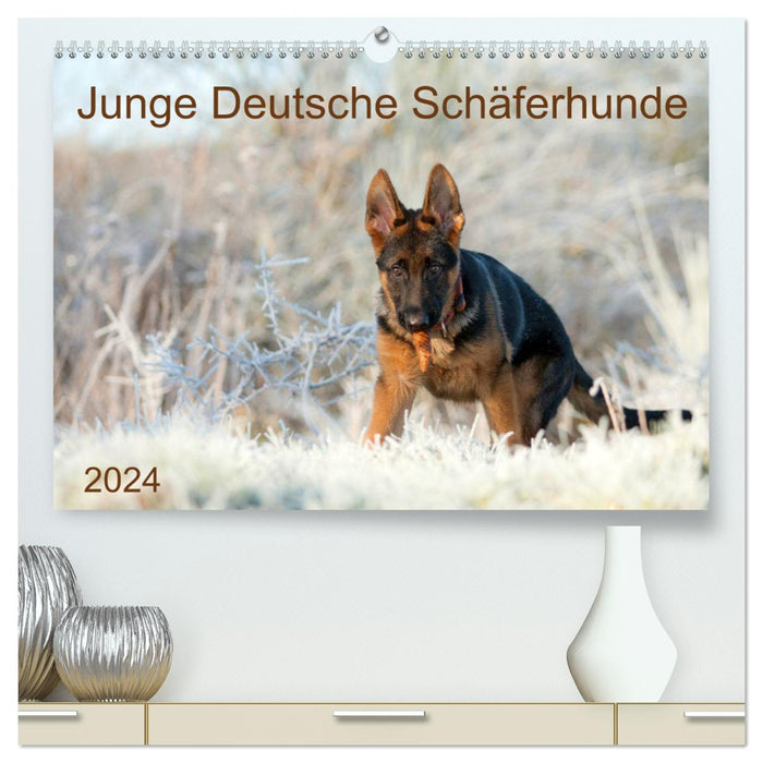Young German Shepherd Dogs (CALVENDO Premium Wall Calendar 2024) 