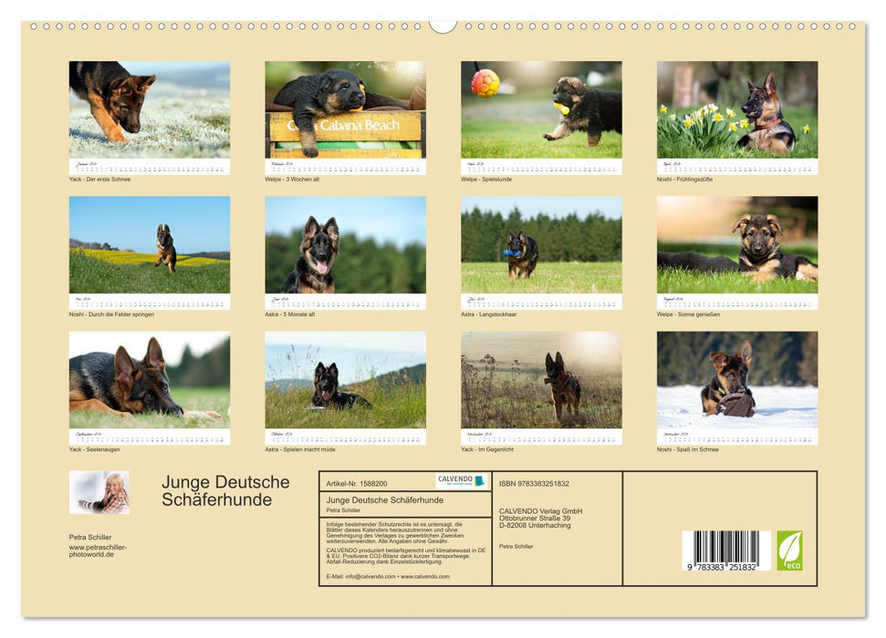 Young German Shepherd Dogs (CALVENDO Premium Wall Calendar 2024) 