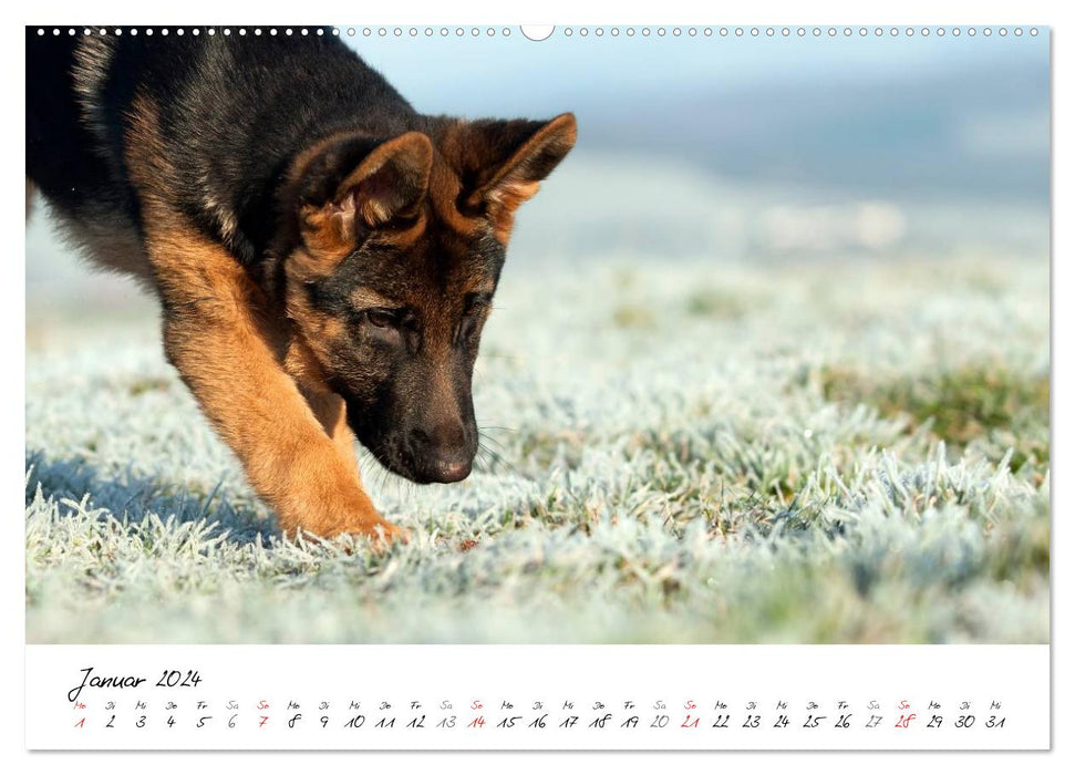 Young German Shepherd Dogs (CALVENDO Premium Wall Calendar 2024) 