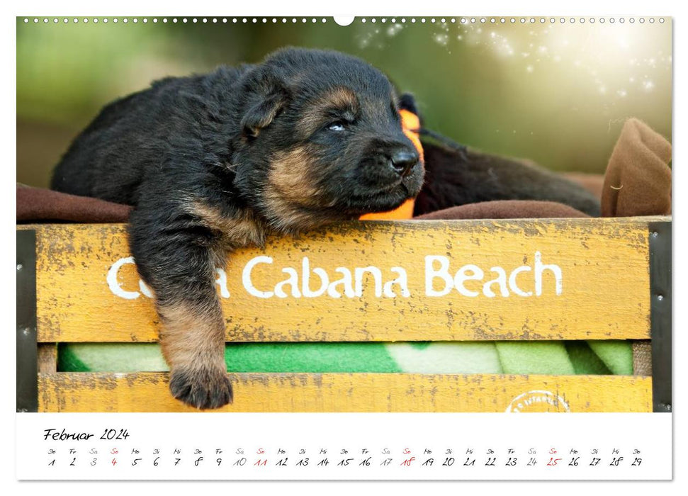 Young German Shepherd Dogs (CALVENDO Premium Wall Calendar 2024) 