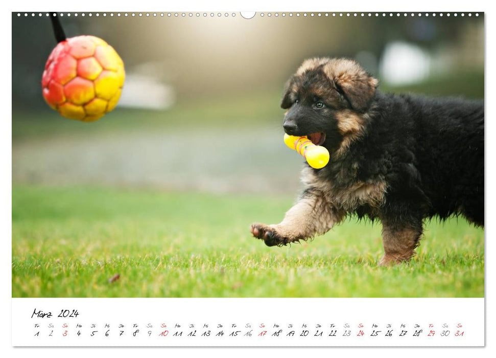 Young German Shepherd Dogs (CALVENDO Premium Wall Calendar 2024) 