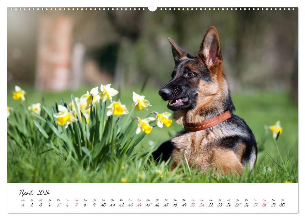 Young German Shepherd Dogs (CALVENDO Premium Wall Calendar 2024) 