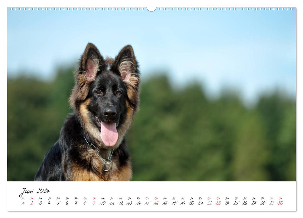 Young German Shepherd Dogs (CALVENDO Premium Wall Calendar 2024) 