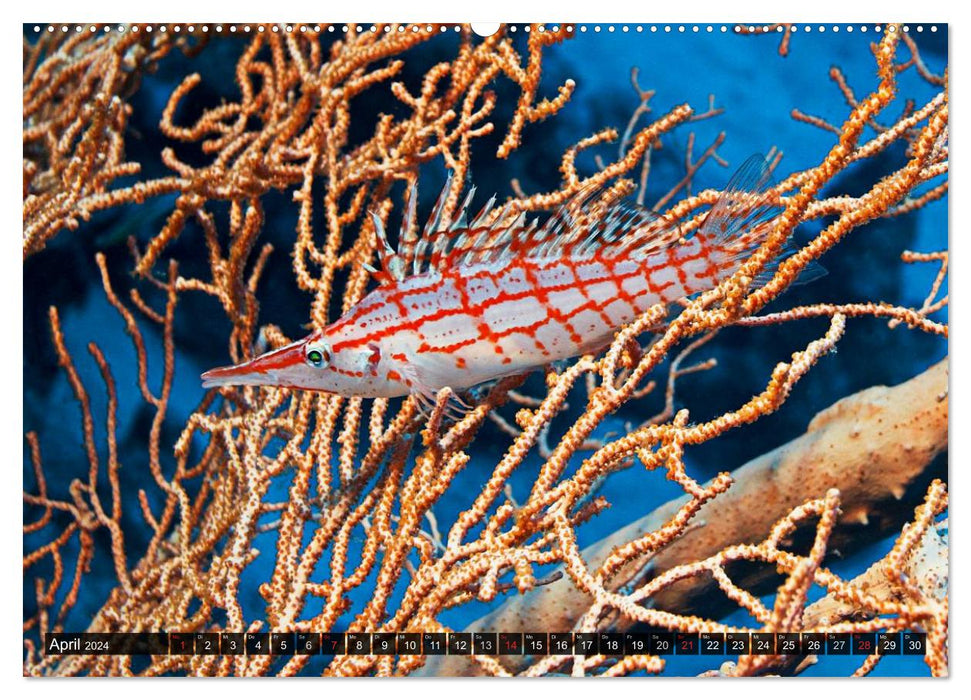 Impressions of tropical seas (CALVENDO wall calendar 2024) 