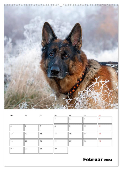 German Shepherd Dog - Man's Best Friend (CALVENDO Premium Wall Calendar 2024) 