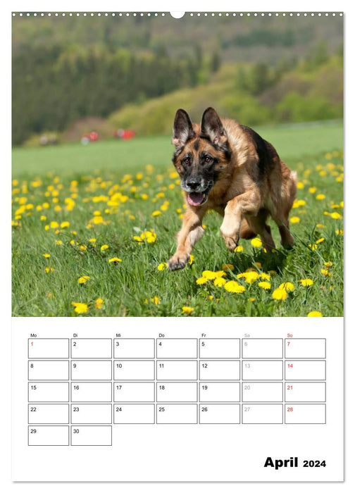 Deutscher Schäferhund - Der beste Freund des Menschen (CALVENDO Premium Wandkalender 2024)