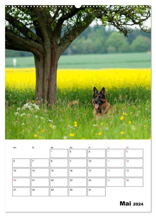 German Shepherd Dog - Man's Best Friend (CALVENDO Premium Wall Calendar 2024) 