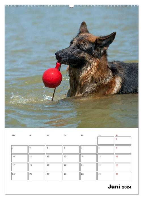 Deutscher Schäferhund - Der beste Freund des Menschen (CALVENDO Premium Wandkalender 2024)