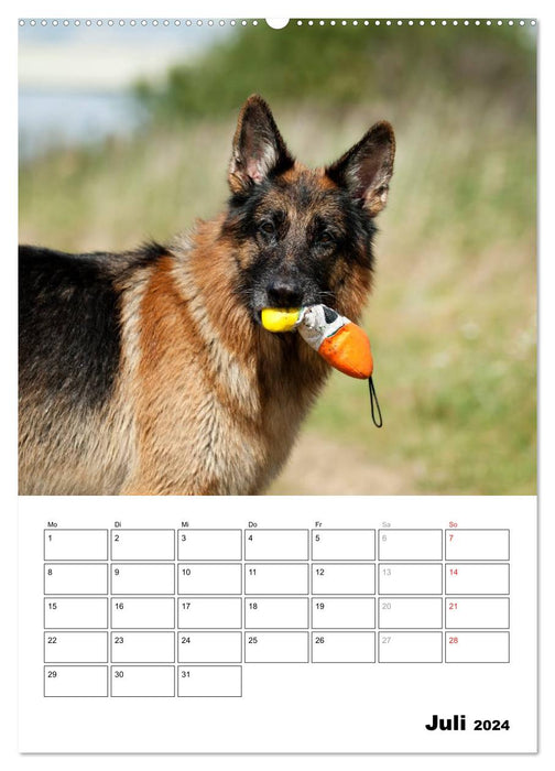 Deutscher Schäferhund - Der beste Freund des Menschen (CALVENDO Premium Wandkalender 2024)