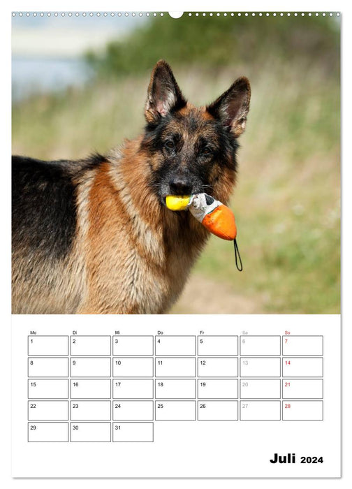 German Shepherd Dog - Man's Best Friend (CALVENDO Premium Wall Calendar 2024) 