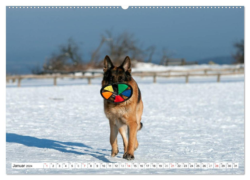 Deutscher Schäferhund - Der beste Freund des Menschen (CALVENDO Premium Wandkalender 2024)