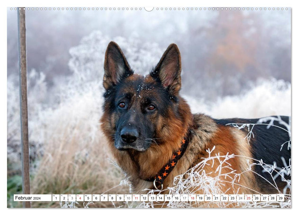 German Shepherd Dog - Man's Best Friend (CALVENDO Premium Wall Calendar 2024) 