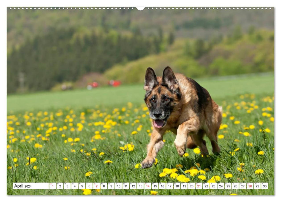 German Shepherd Dog - Man's Best Friend (CALVENDO Premium Wall Calendar 2024) 