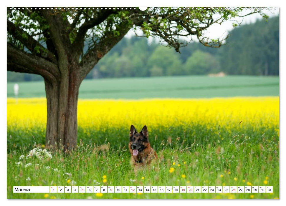 Deutscher Schäferhund - Der beste Freund des Menschen (CALVENDO Premium Wandkalender 2024)