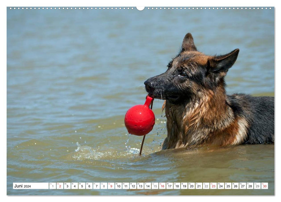 German Shepherd Dog - Man's Best Friend (CALVENDO Premium Wall Calendar 2024) 