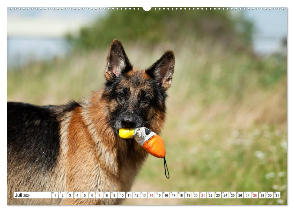 German Shepherd Dog - Man's Best Friend (CALVENDO Premium Wall Calendar 2024) 