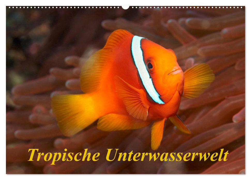 Tropische Unterwasserwelt (CALVENDO Wandkalender 2024)