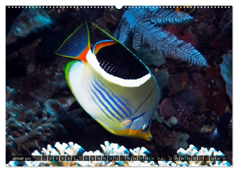 Tropical underwater world (CALVENDO wall calendar 2024) 